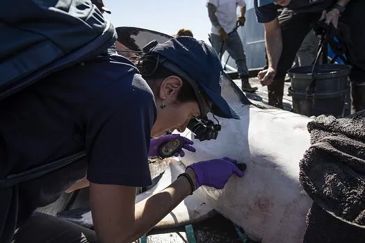 Cientista brasileira do SeaWorld tem projeto de pesquisa com tubarões brancos