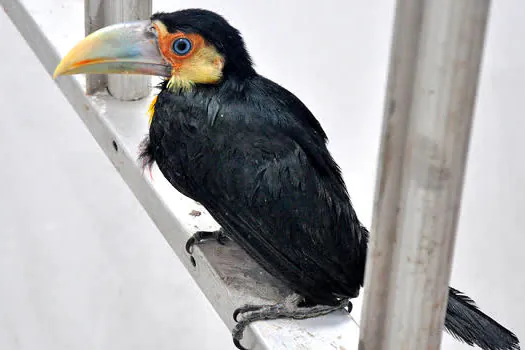 Tucano-de-bico-verde é resgatado em Santo André