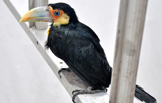 Tucano-de-bico-verde é resgatado em Santo André