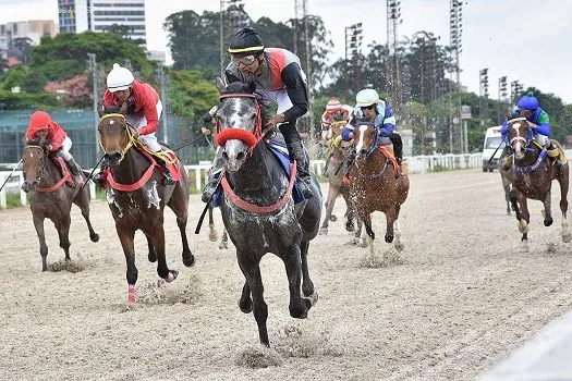 Cavalo Árabe em disputa pelo UAE President Cup Series For Maiden Horses III