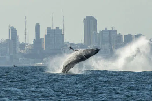 São Paulo recebe exposição “Um oceano para todos” com projetos patrocinados pela Petrobras