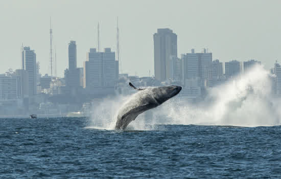 São Paulo recebe exposição “Um oceano para todos” com projetos patrocinados pela Petrobras