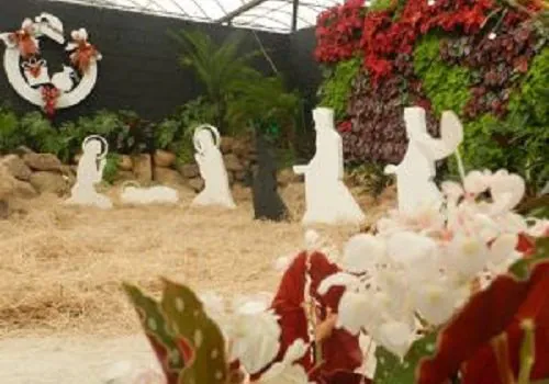 “Jardins em Festa” sugerem decorações com plantas e flores no Natal de Holambra