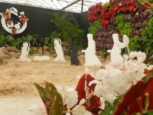 “Jardins em Festa” sugerem decorações com plantas e flores no Natal de Holambra