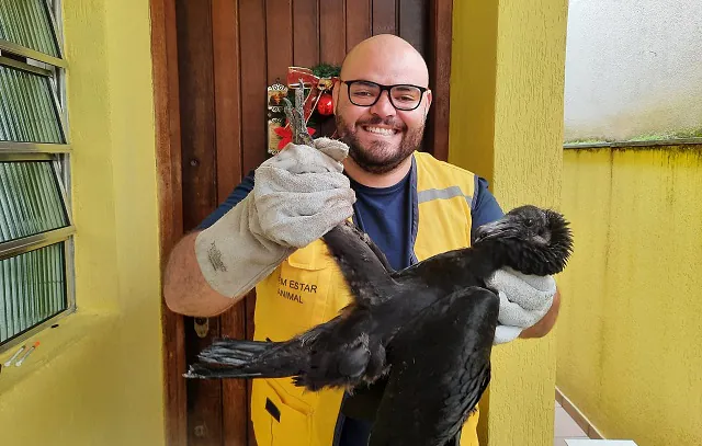 Meio Ambiente de Santo André captura urubu em residência na Vila Luzita