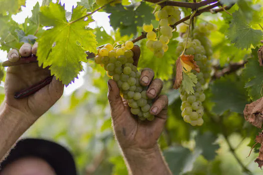 Uvas da Safra 2022 chegam à Cooperativa Vinícola Garibaldi com destaque para boa qualidade