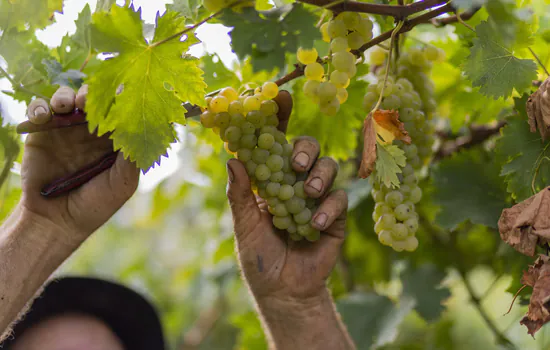 Uvas da Safra 2022 chegam à Cooperativa Vinícola Garibaldi com destaque para boa qualidade