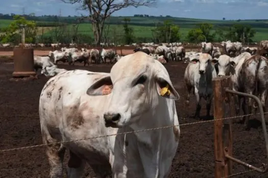 Vaca louca: governo segue protocolo sanitário após confirmação de caso no Pará