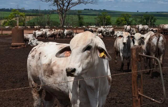 Vaca louca: governo segue protocolo sanitário após confirmação de caso no Pará