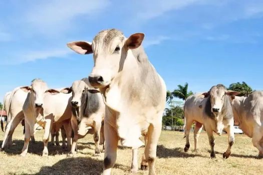 O que é a doença da “vaca louca”? Caso suspeito está sob investigação no Brasil