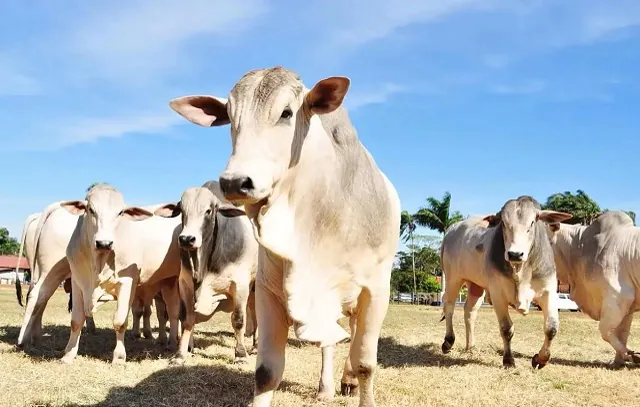 O que é a doença da “vaca louca”? Caso suspeito está sob investigação no Brasil