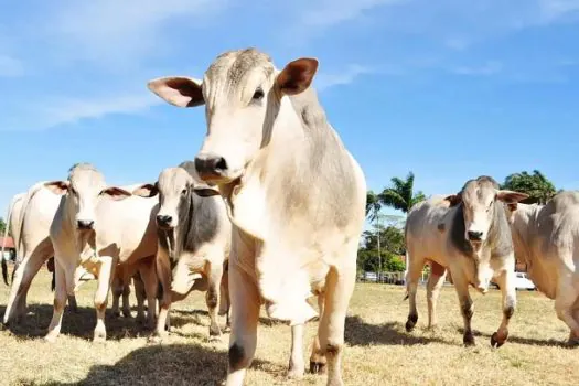 Adepará confirma teste positivo para ‘vaca louca’ no Pará