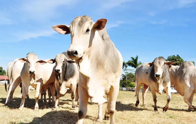 Adepará confirma teste positivo para ‘vaca louca’ no Pará