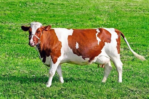 Scot: autoridades brasileiras identificaram caso de ‘vaca louca’ atípica em MG