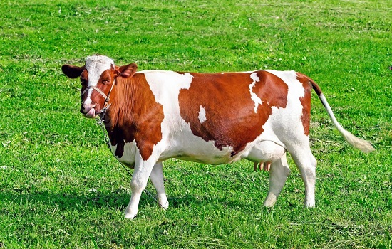 Scot: autoridades brasileiras identificaram caso de ‘vaca louca’ atípica em MG