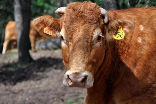 China libera importação de estoques de carne bovina do Brasil antes de mal da vaca louca