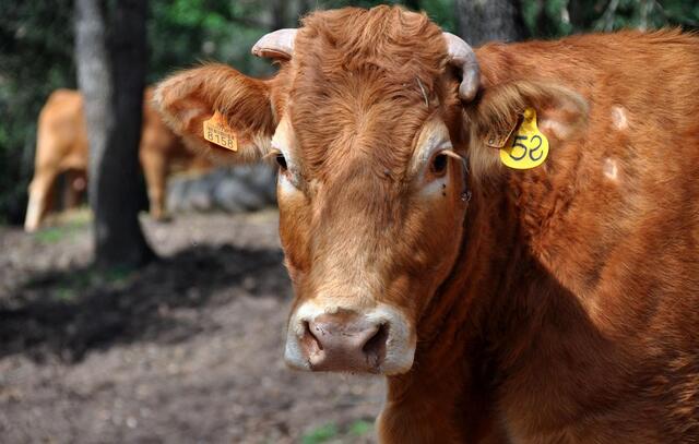 China libera importação de estoques de carne bovina do Brasil antes de mal da vaca louca