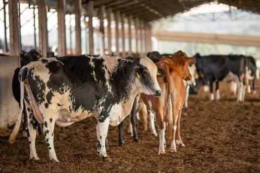 Produção de leite bate recorde mesmo com menor número de vacas desde 1979