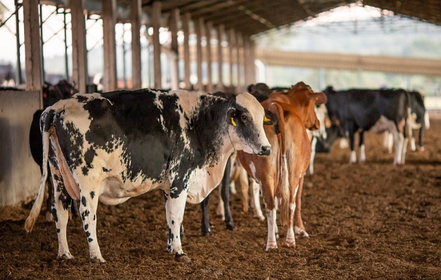 Vendas de carne bovina à China são suspensas após caso de vaca louca