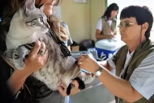 Vacinação anual contra raiva em cães e gatos garante o controle da doença