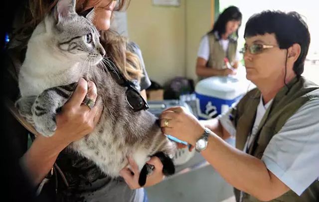 Vacinação anual contra raiva em cães e gatos garante o controle da doença