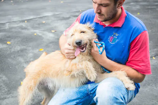 São Caetano vacina cães e gatos contra a raiva