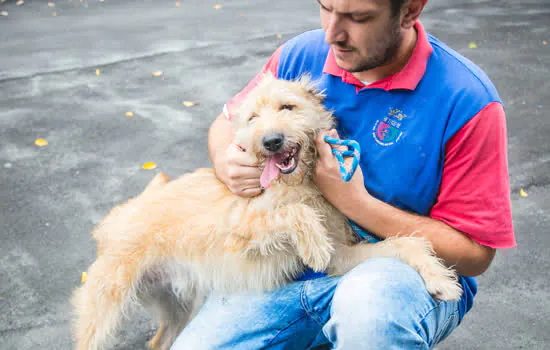 São Caetano vacina cães e gatos contra a raiva