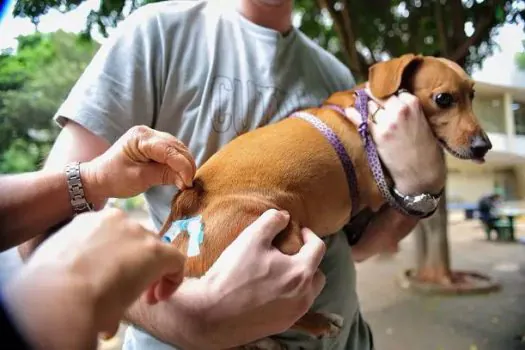 SP tem 17 postos fixos e ações de vacinação contra a raiva de cães e gatos