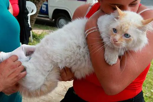 Mauá realiza agendamento de vacinação antirrábica em cães e gatos