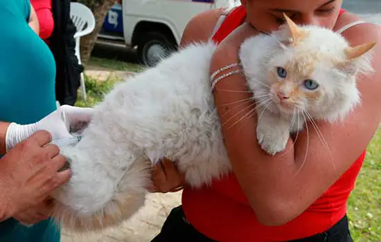 Mauá realiza agendamento de vacinação antirrábica em cães e gatos