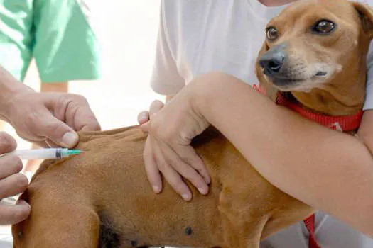 Cães e gatos podem receber vacina antirrábica gratuitamente em São Paulo