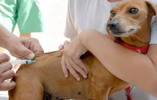 Cães e gatos podem receber vacina antirrábica gratuitamente em São Paulo