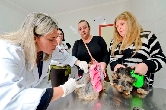 Prefeitura de São Bernardo imuniza mais de 100 animais contra raiva
