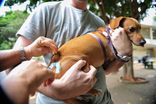 Vacinação antirrábica: o perigo silencioso da mordida de animais domésticos e silvestres