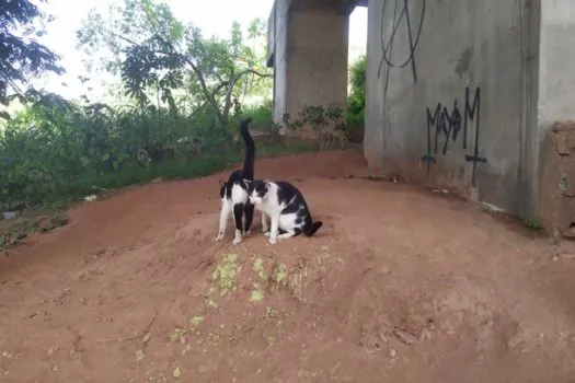 Diadema vacina 46 animais de pessoas em situação de rua