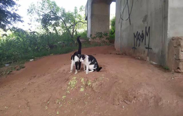 Diadema vacina 46 animais de pessoas em situação de rua