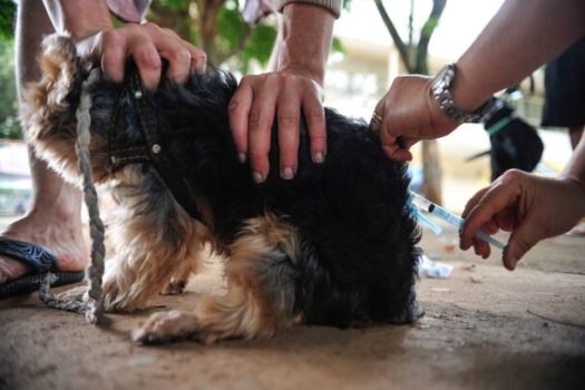 Raiva canina: São Paulo registra 1º caso em 40 anos; saiba como vacinar seu pet