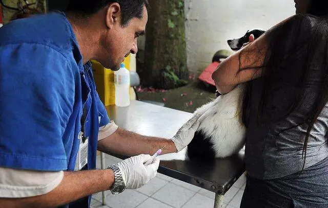 Diadema vacina cães e gatos contra raiva na última semana de agosto