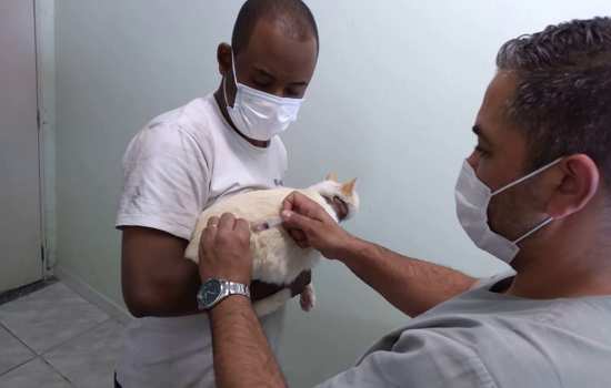 Ribeirão Pires disponibiliza vacinação antirrábica para cães e gatos