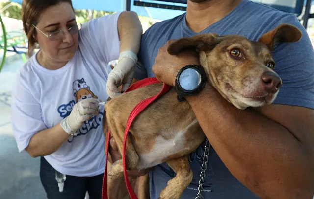 SP: Confira as ações de vacinação contra raiva na segunda quinzena de junho_x000D_