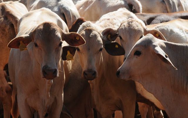 Portaria proíbe vacinação contra febre aftosa em sete unidades da Federação