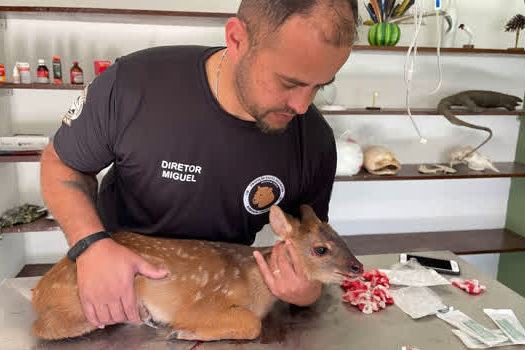 Equipe de Proteção à Fauna de Ribeirão Pires resgata Veado preso em cerca