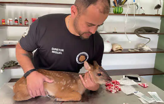 Equipe de Proteção à Fauna de Ribeirão Pires resgata Veado preso em cerca