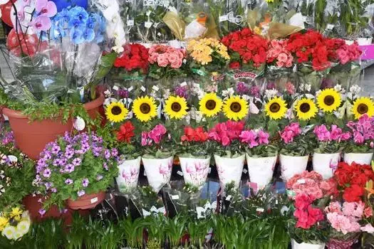 Flores estão até 400% mais caras às vésperas do dia das mães