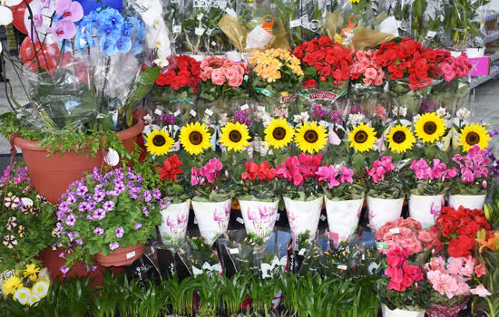 Venda de flores e plantas deve crescer 12% na Coop