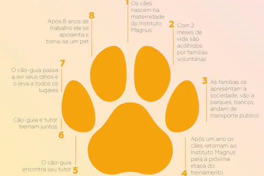 A vida de um cão-guia: o que acontece após a aposentadoria?