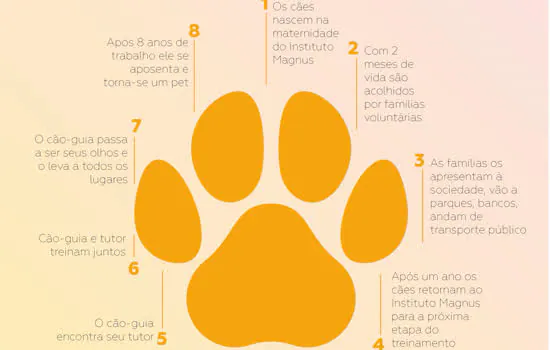 A vida de um cão-guia: o que acontece após a aposentadoria?