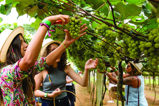 Festa da Vindima 2022 na Vinícola Góes acontecerá em janeiro