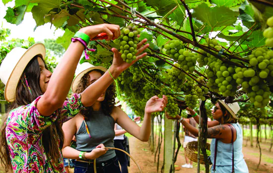 Festa da Vindima 2022 na Vinícola Góes acontecerá em janeiro