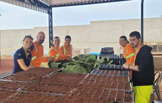 Concessionárias mantêm viveiros de mudas para compensações ambientais da execução de obras